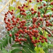 Sorbus scalaris