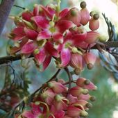 Lomatia ferruginea at Burncoose Nurseries