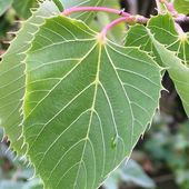 Tilia henryi at Burncoose Nurseries