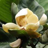 Magnolia delavayi