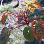 Idesia polycarpa at Burncoose Nurseries