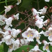 Catalpa bignonioides at Burncoose Nurseries