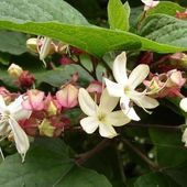 Clerodendron trichotomum