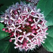 Clerodendron bungei at Burncoose Nurseries
