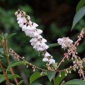 Clethra delavayi at Burncoose Nurseries