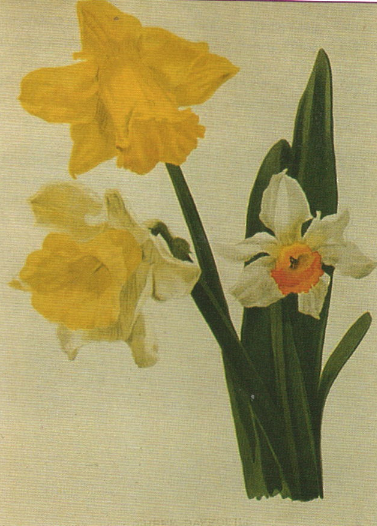 Daffodil Monarch Daffodil Monarch