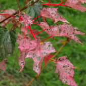 acer