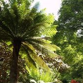 australasian plants