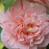 Camellia