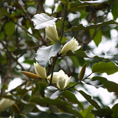 champion trees