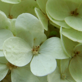 hydrangeas