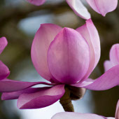 Magnolias