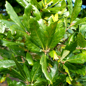 Oaks