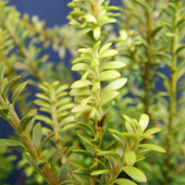 podocarpus