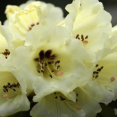 Rhododendrons