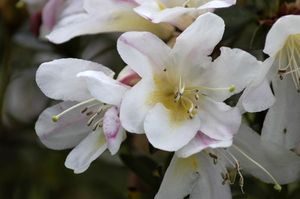 Rhododendron gibsonii Rhododendron gibsonii