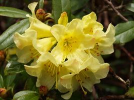 Rhododendron 'Saffron Queen' 'Saffron Queen'