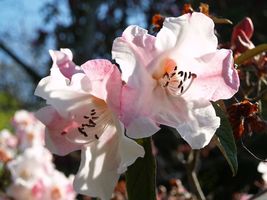 Rhododendron 'edgeworthii' 'edgeworthii'