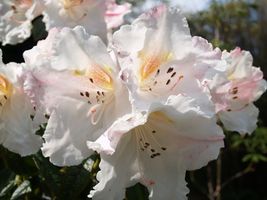 Rhododendron 'Lady Alice Fitzwilliam' 'Lady Alice Fitzwilliam'