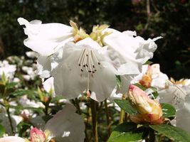 Rhododendron 'Princess Alice' 'Princess Alice'