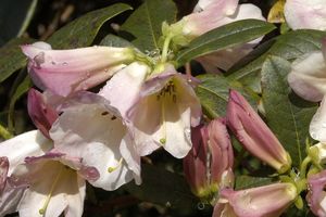 Rhododendron ' Countess of Haddington' 'Countess of Haddinton'