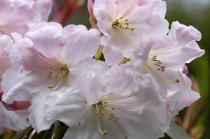 Rhododendron 'Loderi King George' 'Loderi King George'