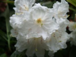 Rhododendron 'Polar Bear' 'Polar Bear'