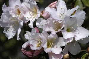 Rhododendron cubittii Rhododendron cubittii