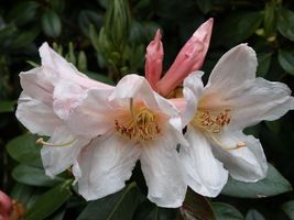 Rhododendron crassum Rhododendron crassum