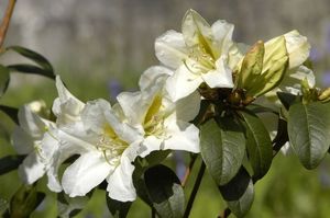 Rhododendron johnstoneanum Rhododendron johnstoneanum